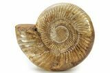 Polished Jurassic Ammonite (Perisphinctes) - Madagascar #270951-1